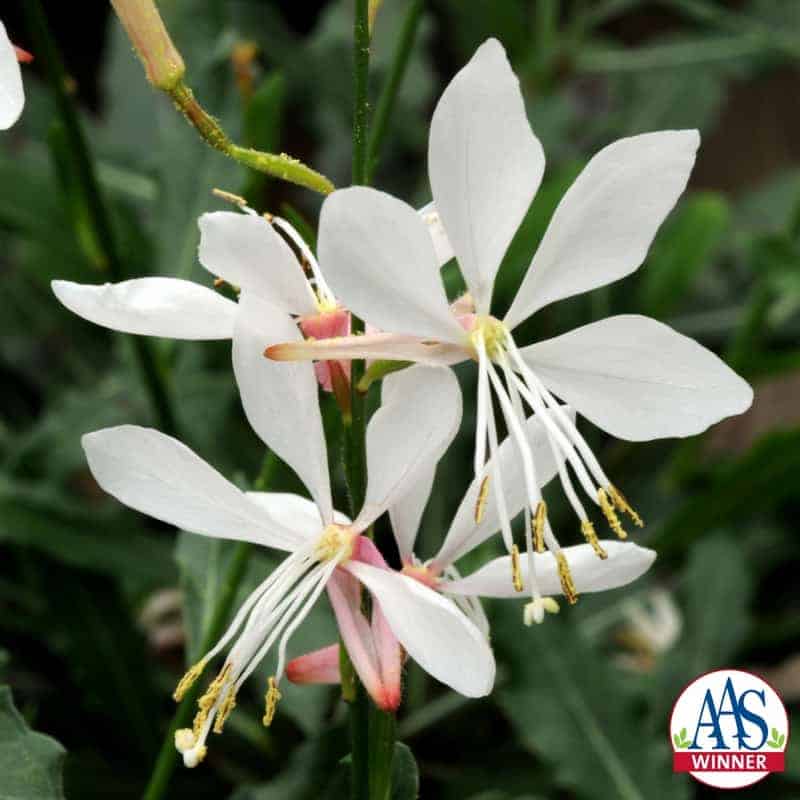 Gaura Sparkle White