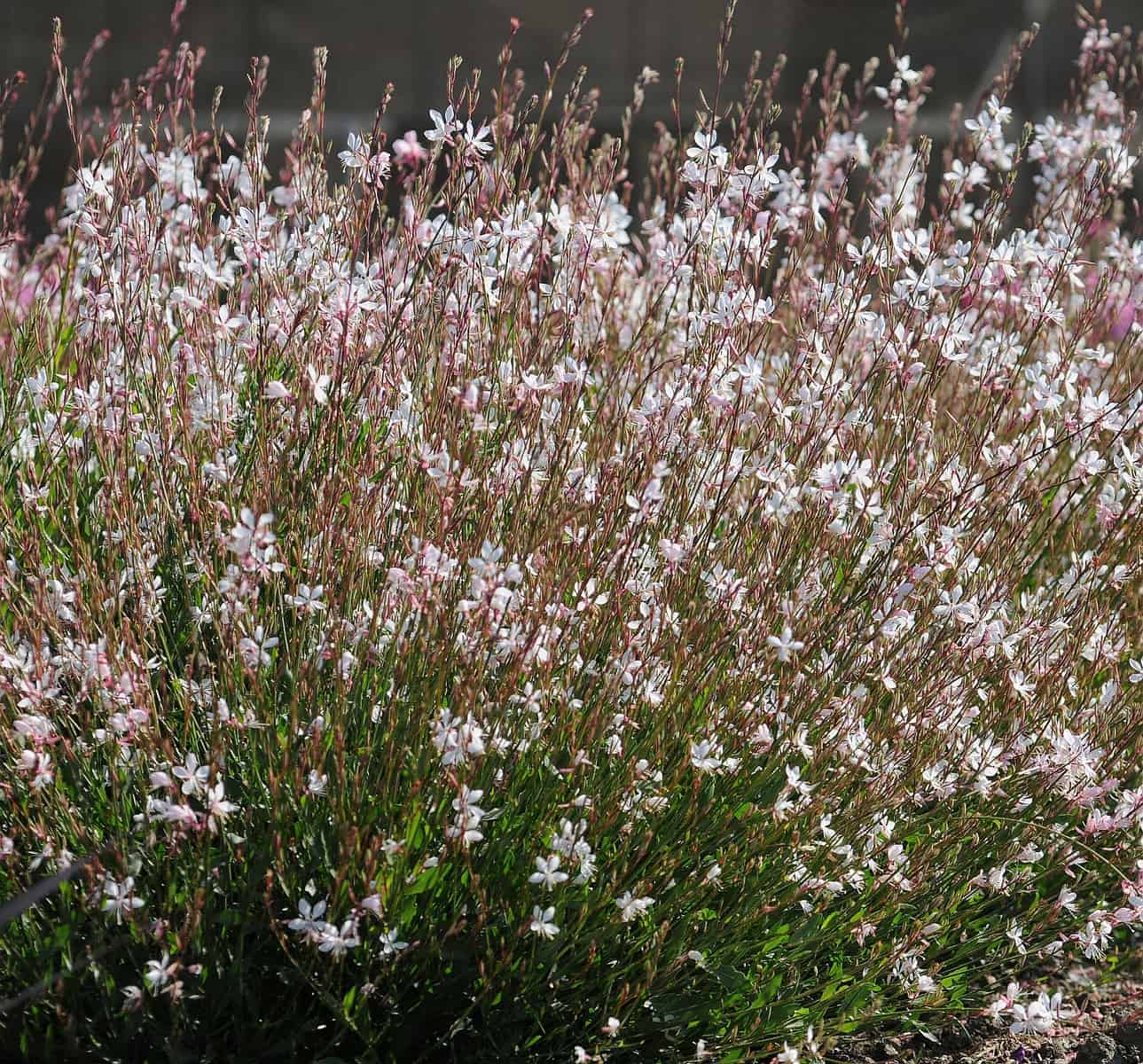 Gaura Sparkle White - Image 2