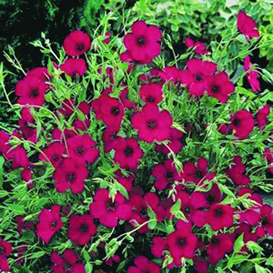 Flax Rubrum - Image 2