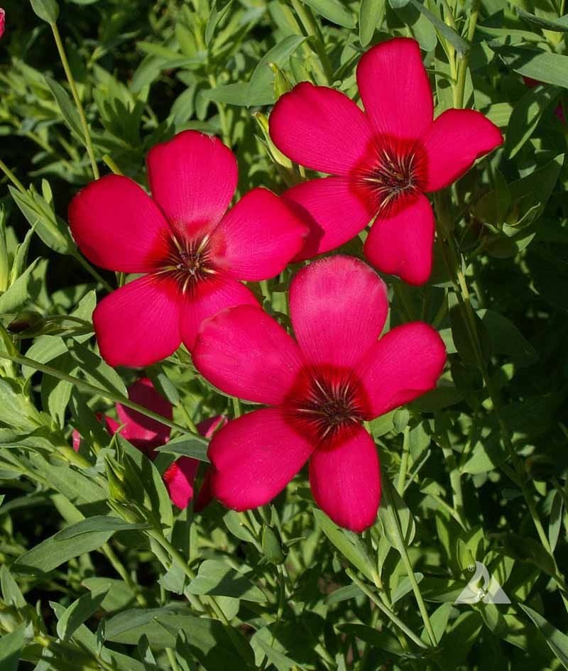 Flax Rubrum