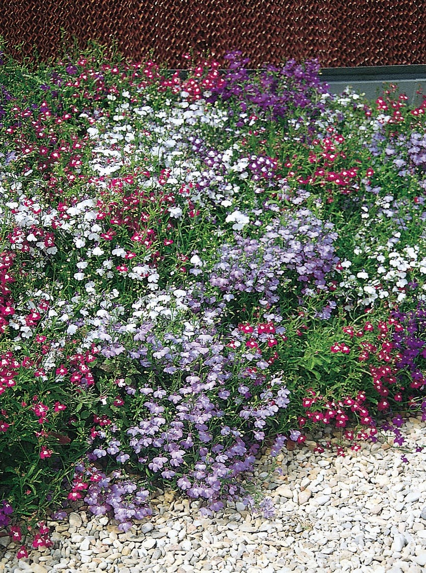 Lobelia Riviera Mix - Image 2