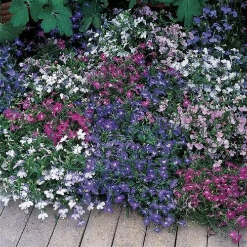  Lobelia Riviera Mix