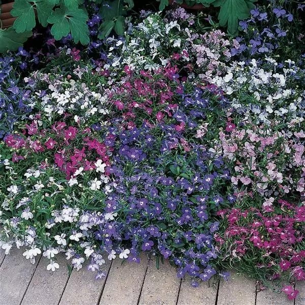 Lobelia Riviera Mix