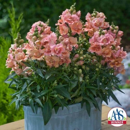  Snapdragon Twinny™ Peach F1