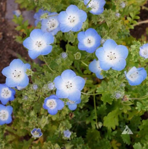  Nemophila Baby Blue Eyes