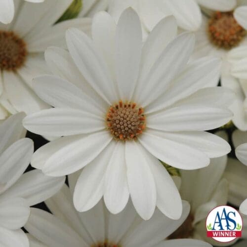  Osteospermum Akila® Daisy White F1