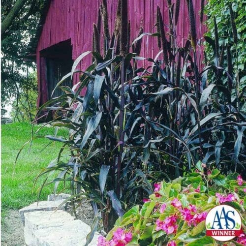  Ornamental Millet Purple Majesty