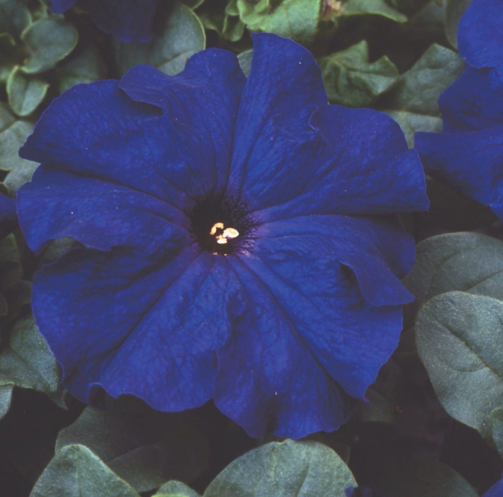 Petunia Limbo *GP* Blue F1 | W.H. Perron