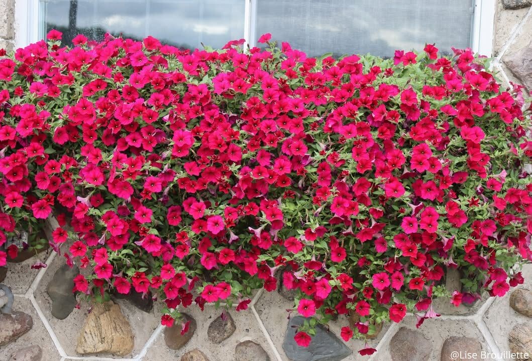 Petunia Wave® Carmine Velour F1 - Image 2