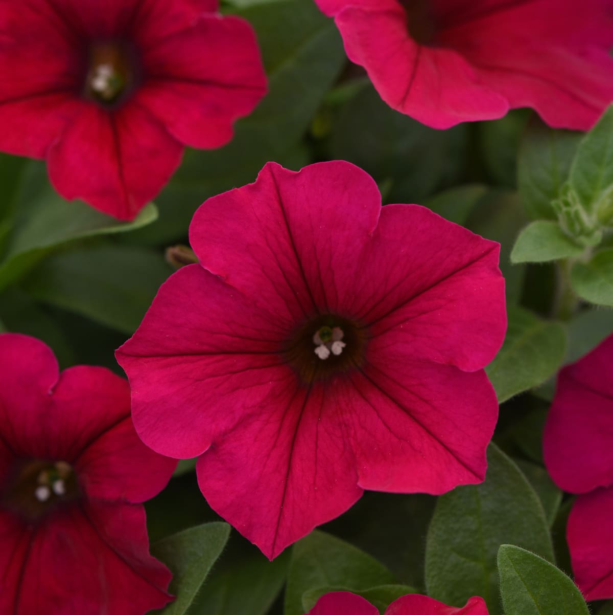 Petunia Wave® Carmine Velour F1 - Image 3