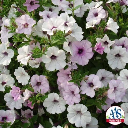  Petunia Tidal Wave® Silver F1