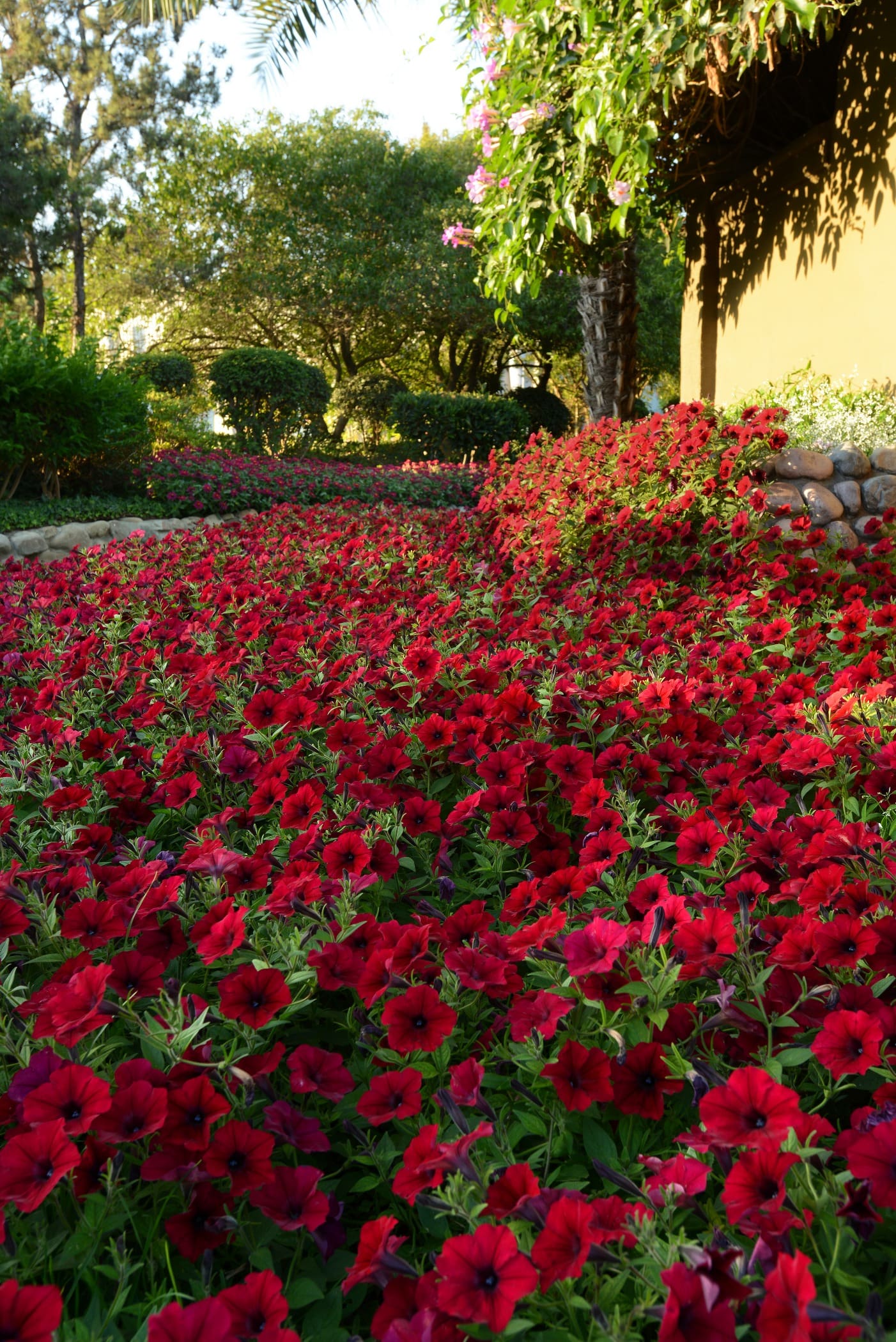 Petunia Tidal Wave® Red Velour F1 - Image 2