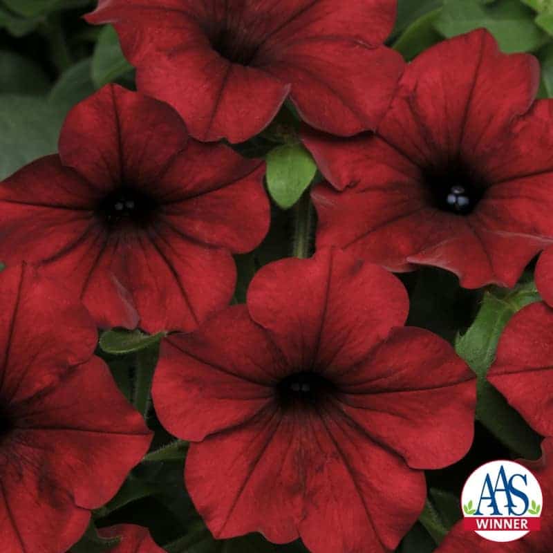 Petunia Tidal Wave® Red Velour F1