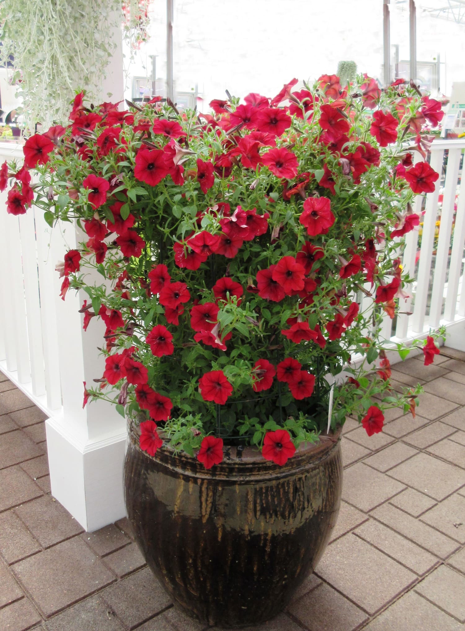 Petunia Tidal Wave® Red Velour F1 - Image 3