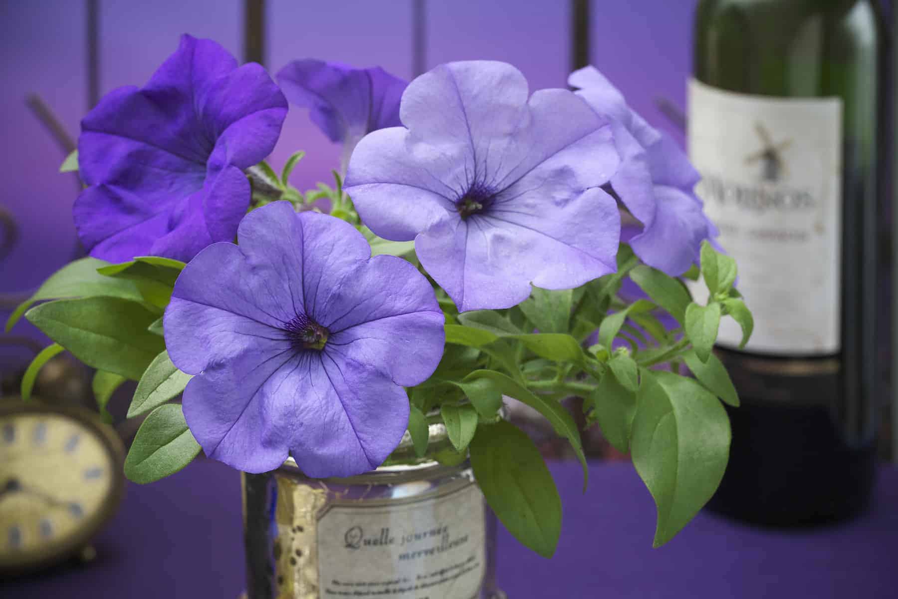 Petunia Evening Scentsation™ F1 - Image 2