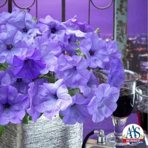  Petunia Evening Scentsation™ F1