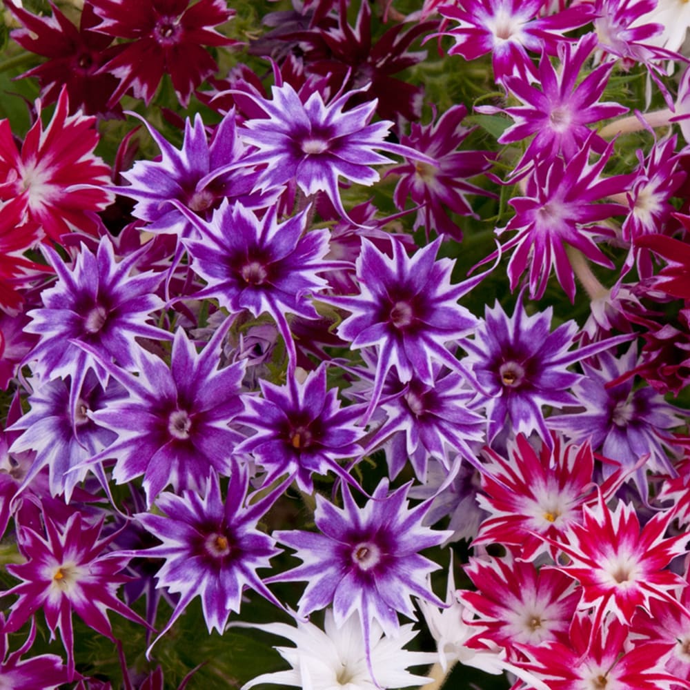 Phlox Popstars™ Mix F1 - Image 2