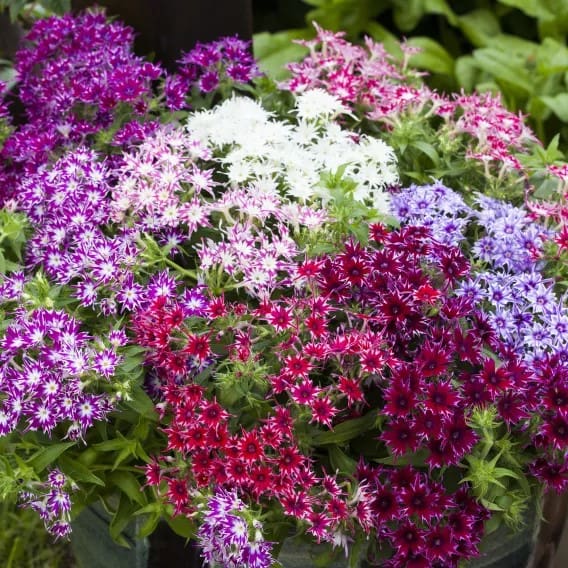 Phlox Popstars™ Mix F1