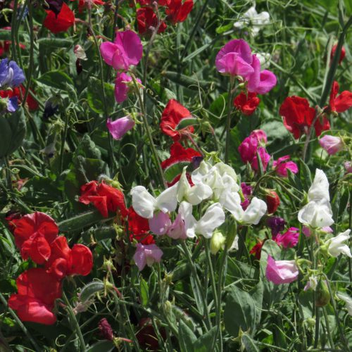  Sweet pea Spencer Mix