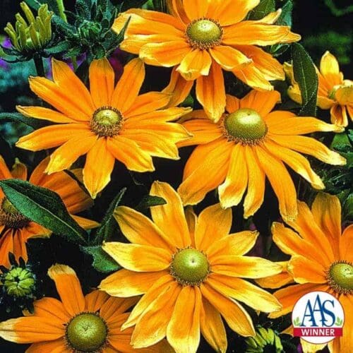  Gloriosa Daisy Prairie Sun