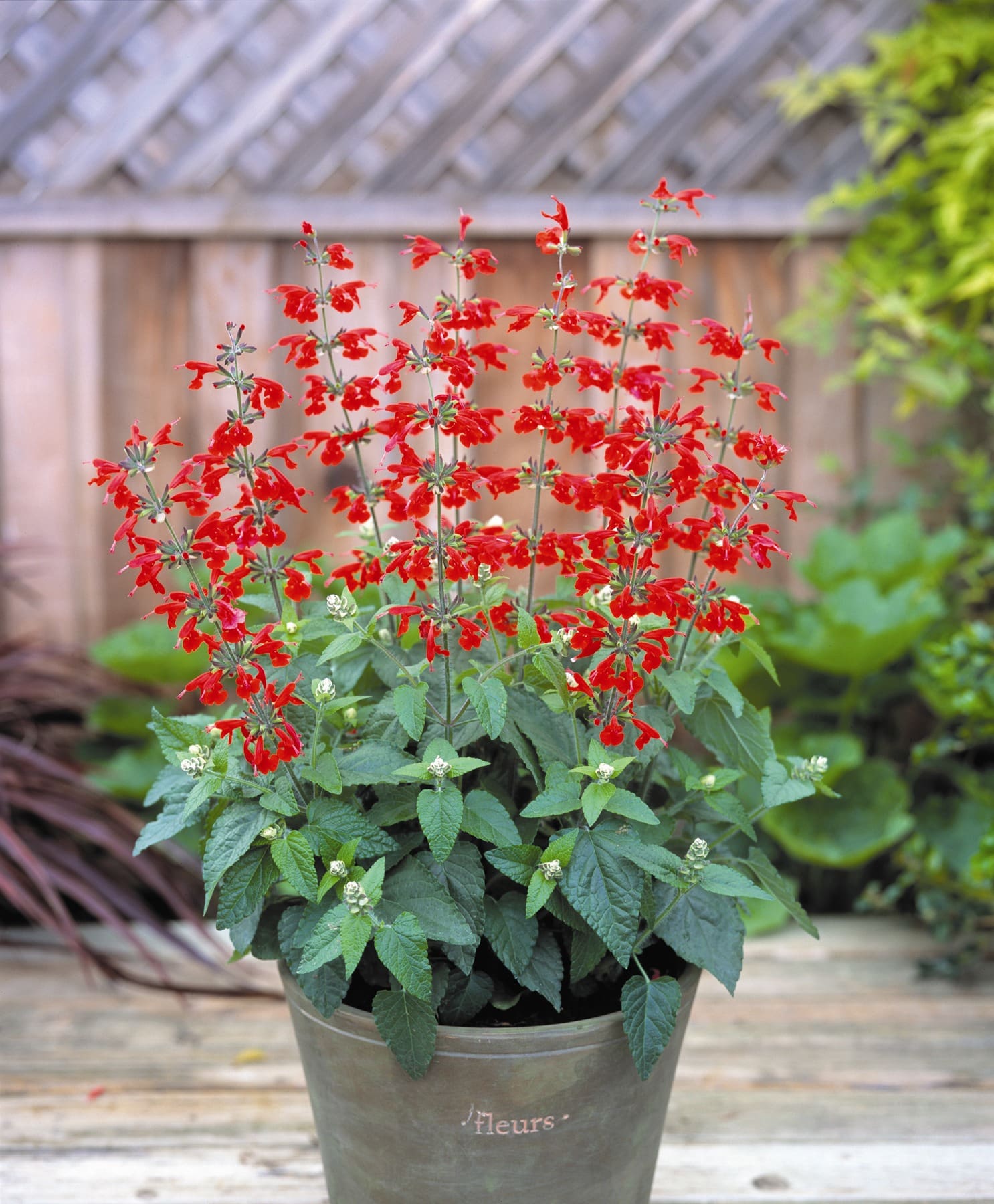 Salvia Summer Jewel™ Red - Image 3