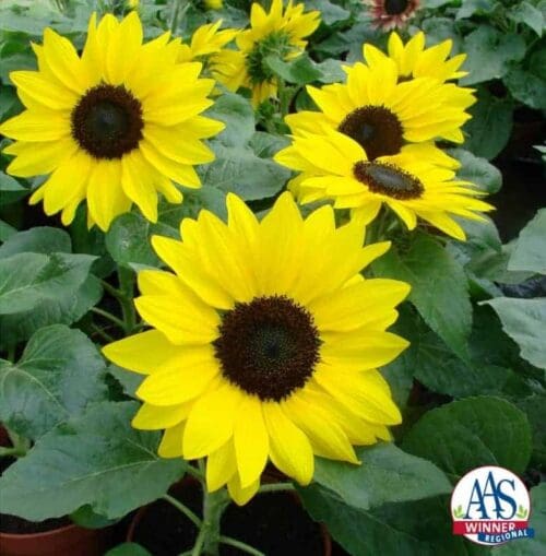  Sunflower Suntastic Golden F1