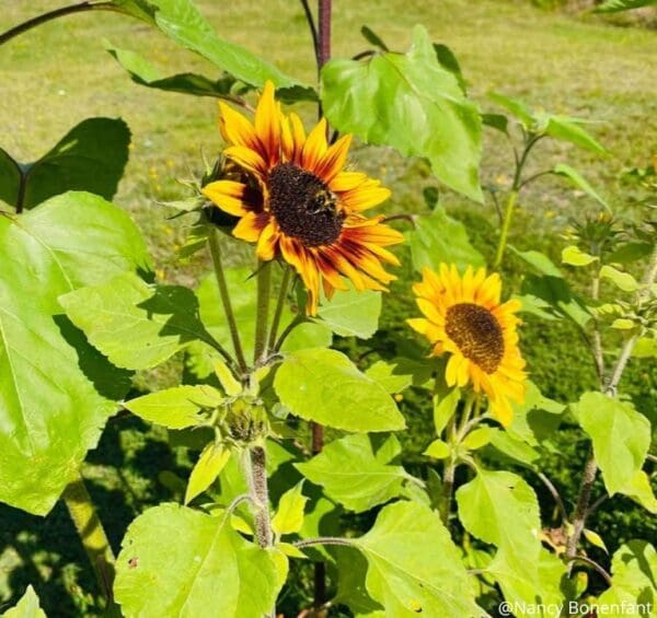 Sunflower Ring of Fire - Image 2
