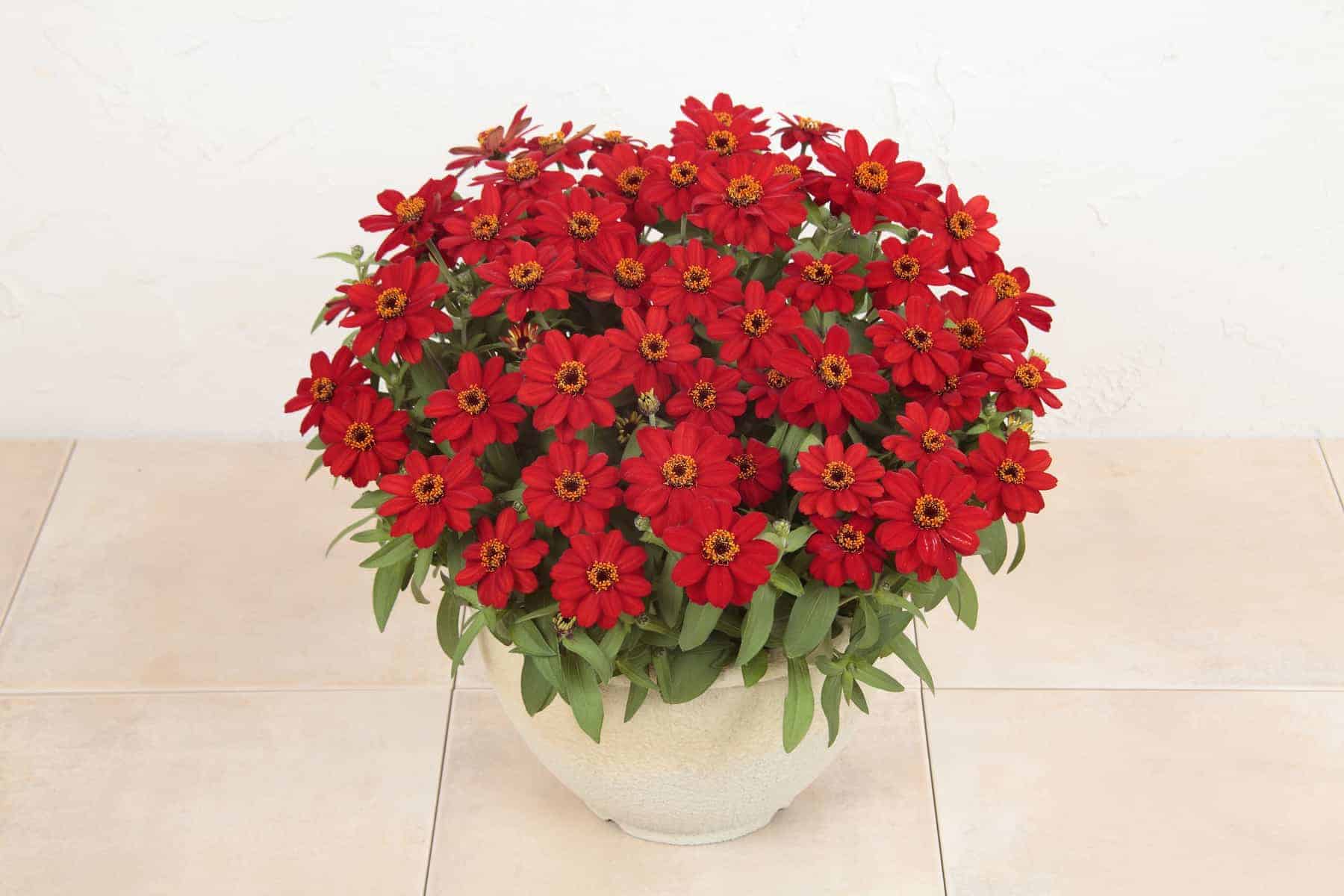Zinnia Profusion Red F1 - Image 2