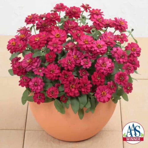  Zinnia Profusion Double Hot Cherry F1