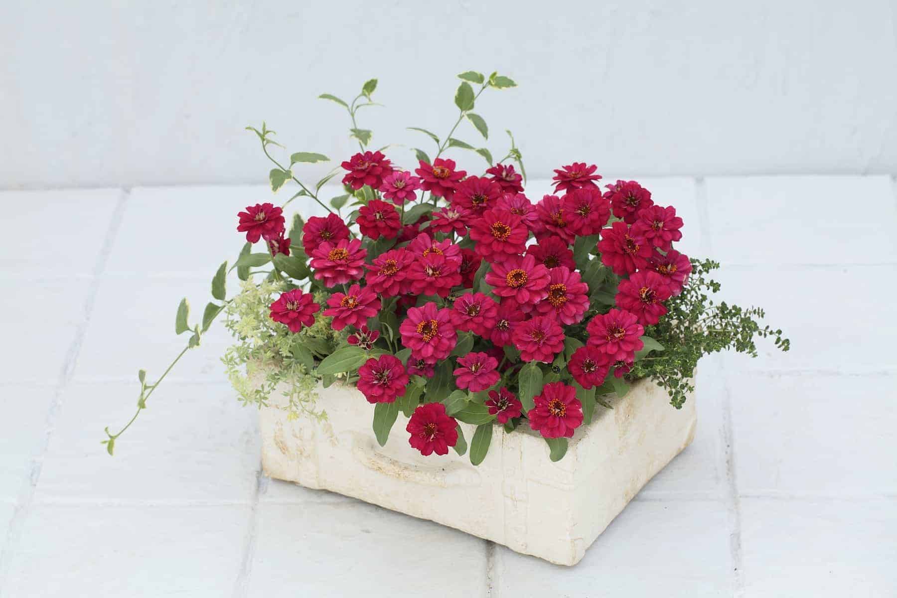 Zinnia Profusion Double Hot Cherry F1 - Image 2