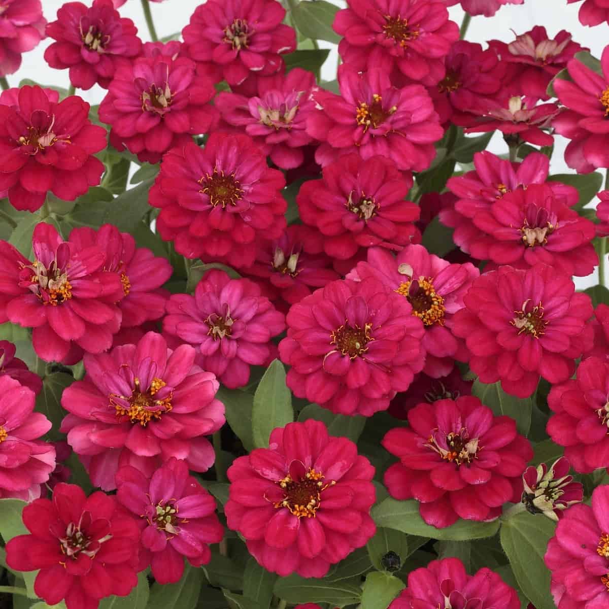 Zinnia Profusion Double Hot Cherry F1 - Image 3