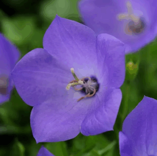  Bellflower Rapido Blue F1