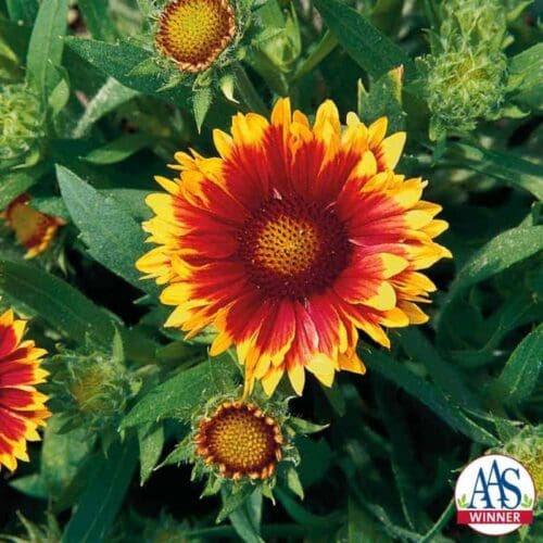  Blanket flower Arizona Sun