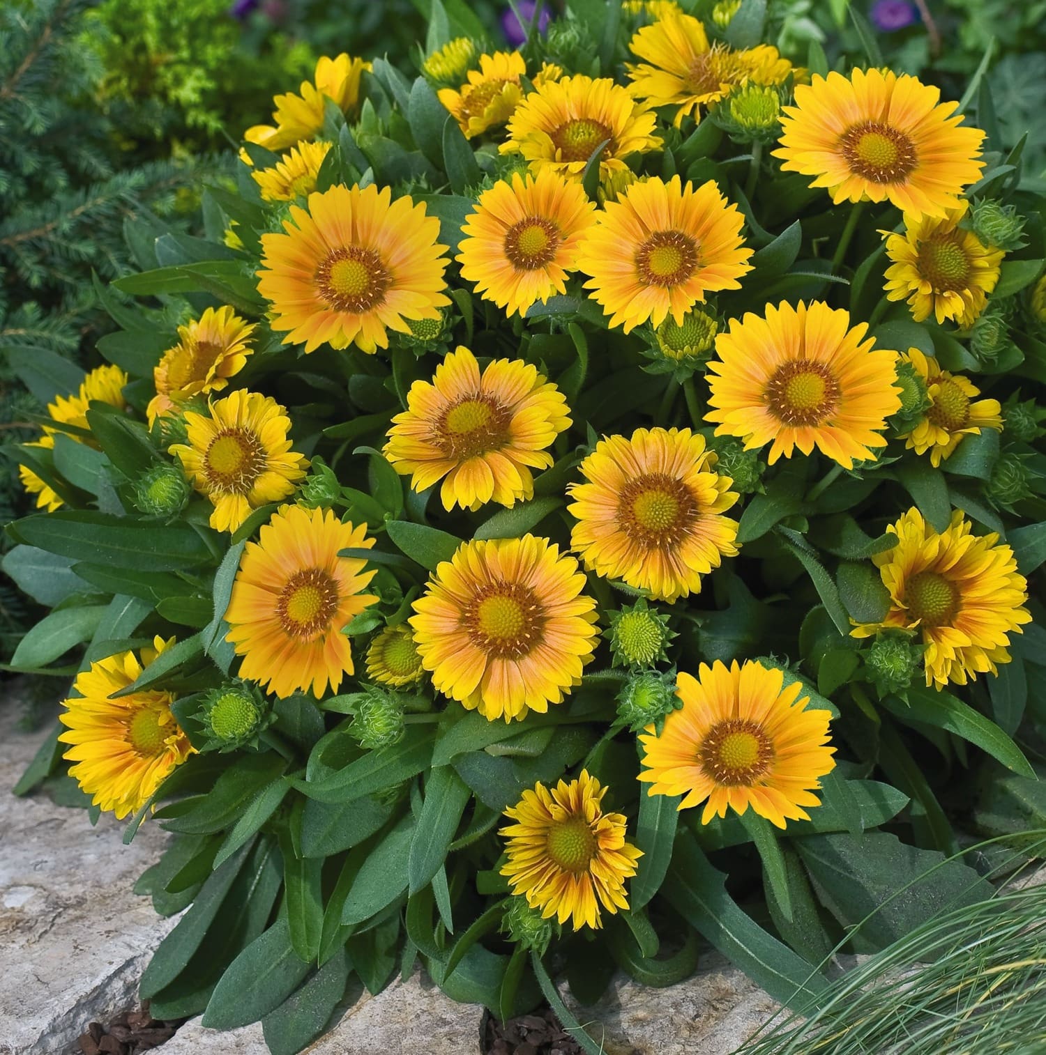 Blanket flower Arizona Apricot - Image 2