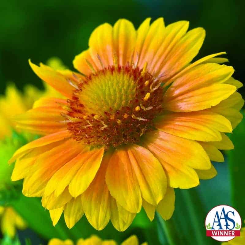 Blanket flower Arizona Apricot