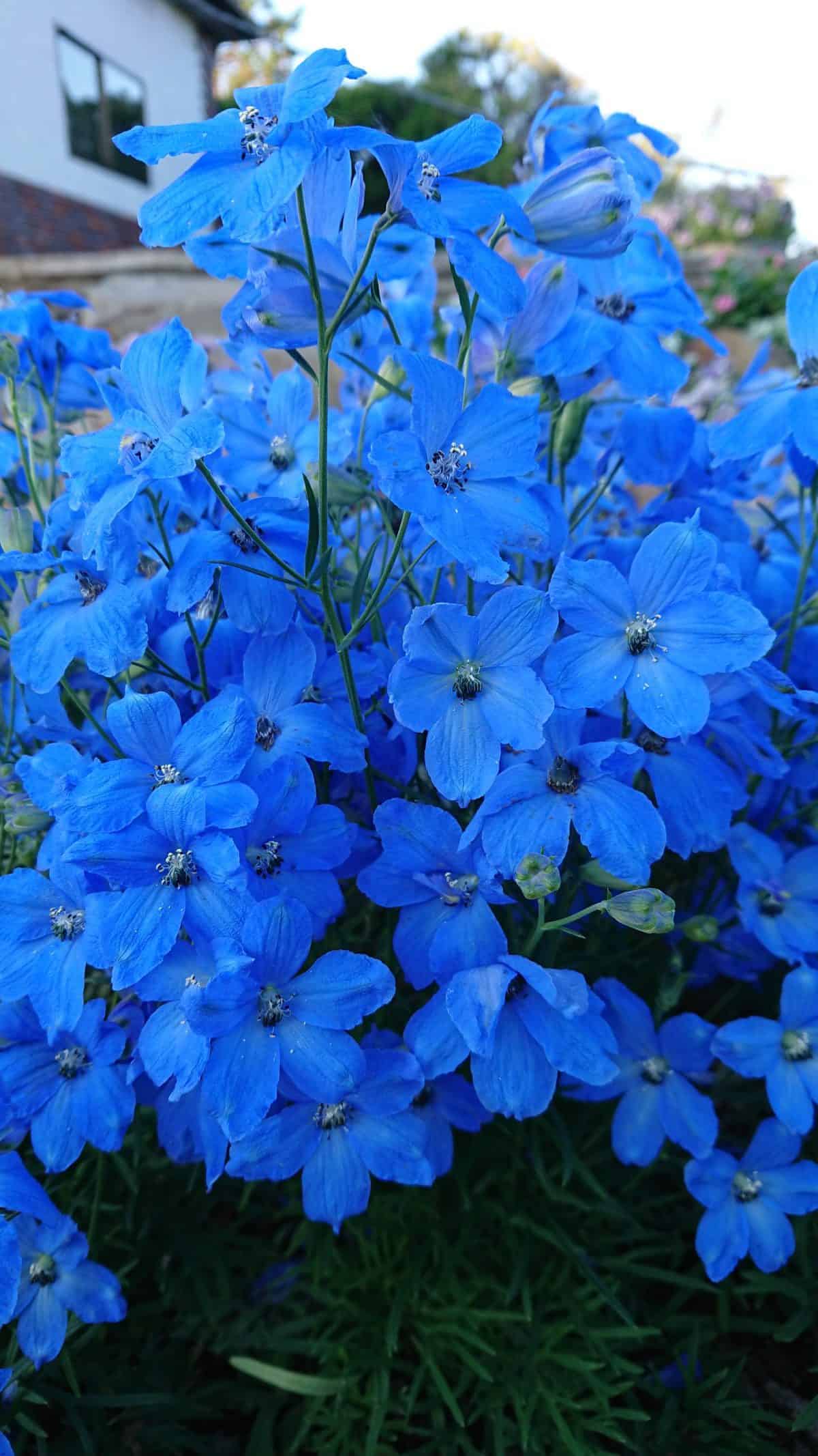 Delphinium Cheer Blue F1 - Image 2