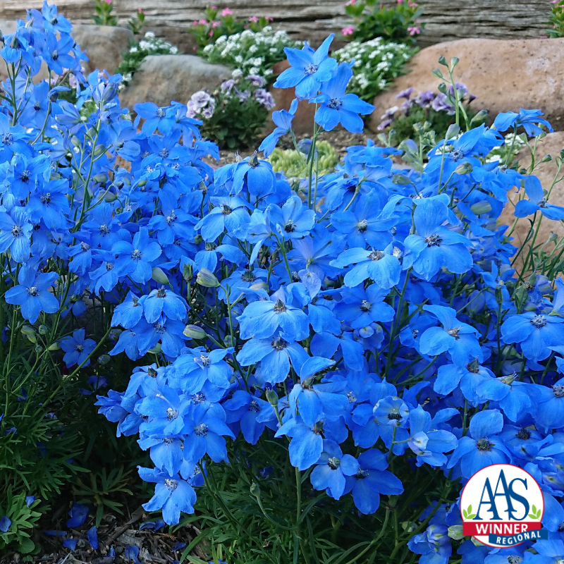 Delphinium Cheer Blue F1