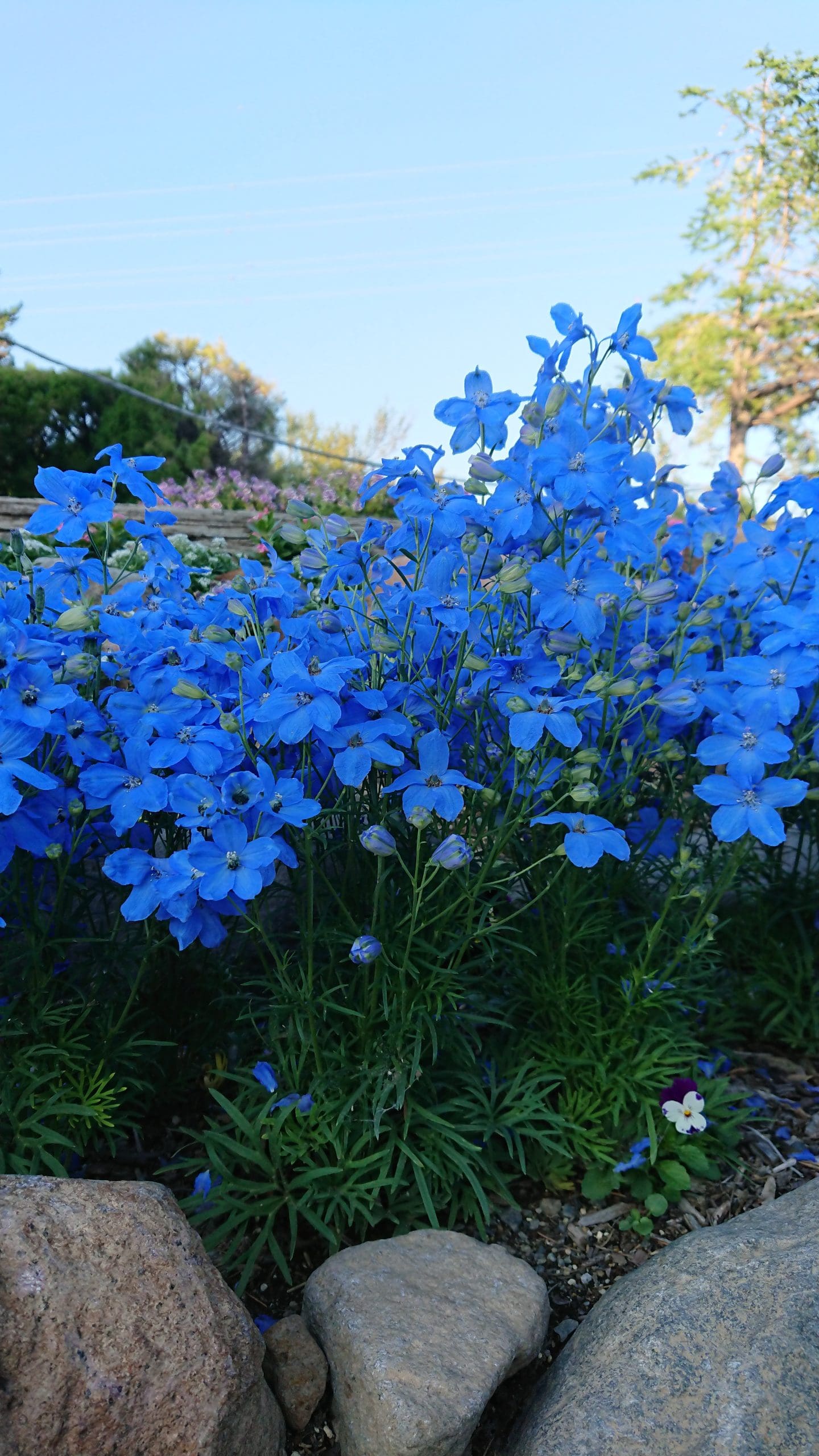 Delphinium Cheer Blue F1 - Image 3