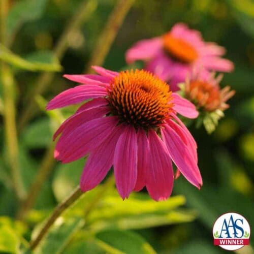  Coneflower PowWow® Wild Berry