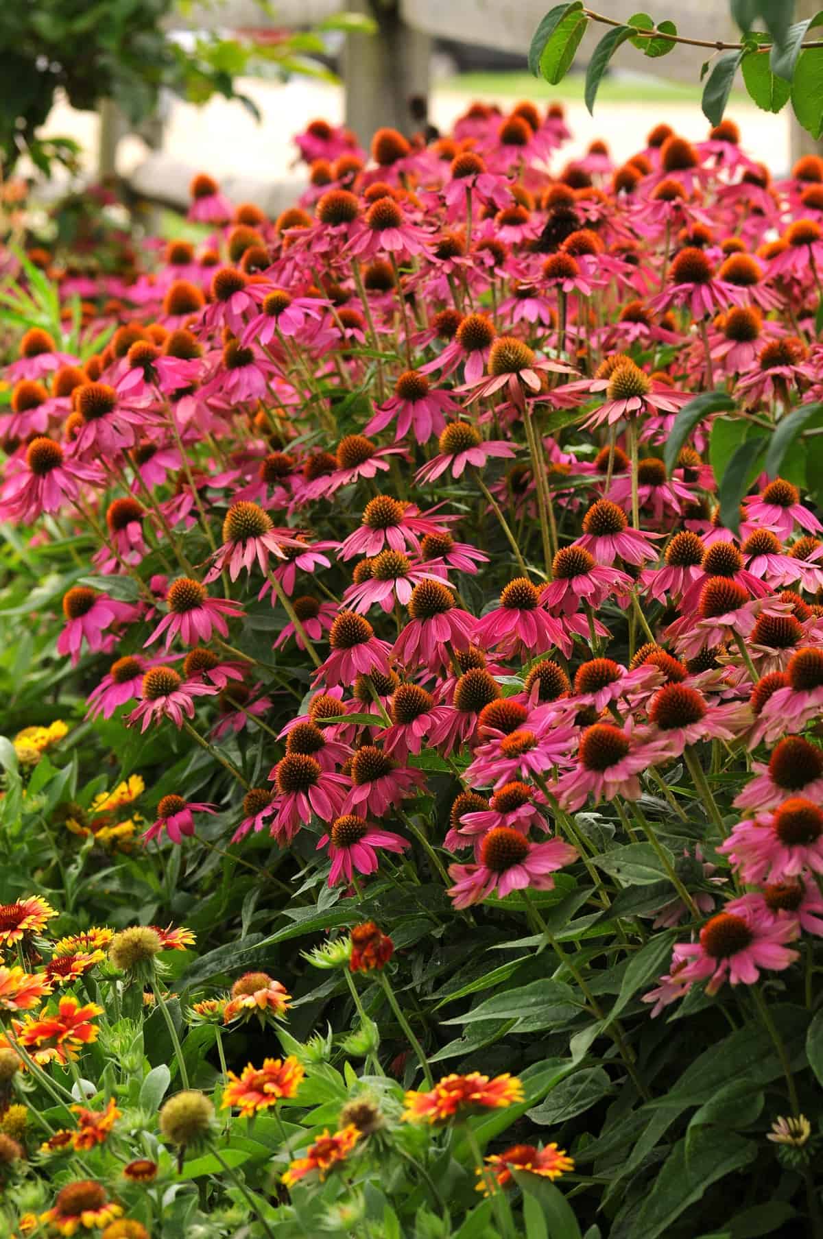 Coneflower PowWow® Wild Berry - Image 2