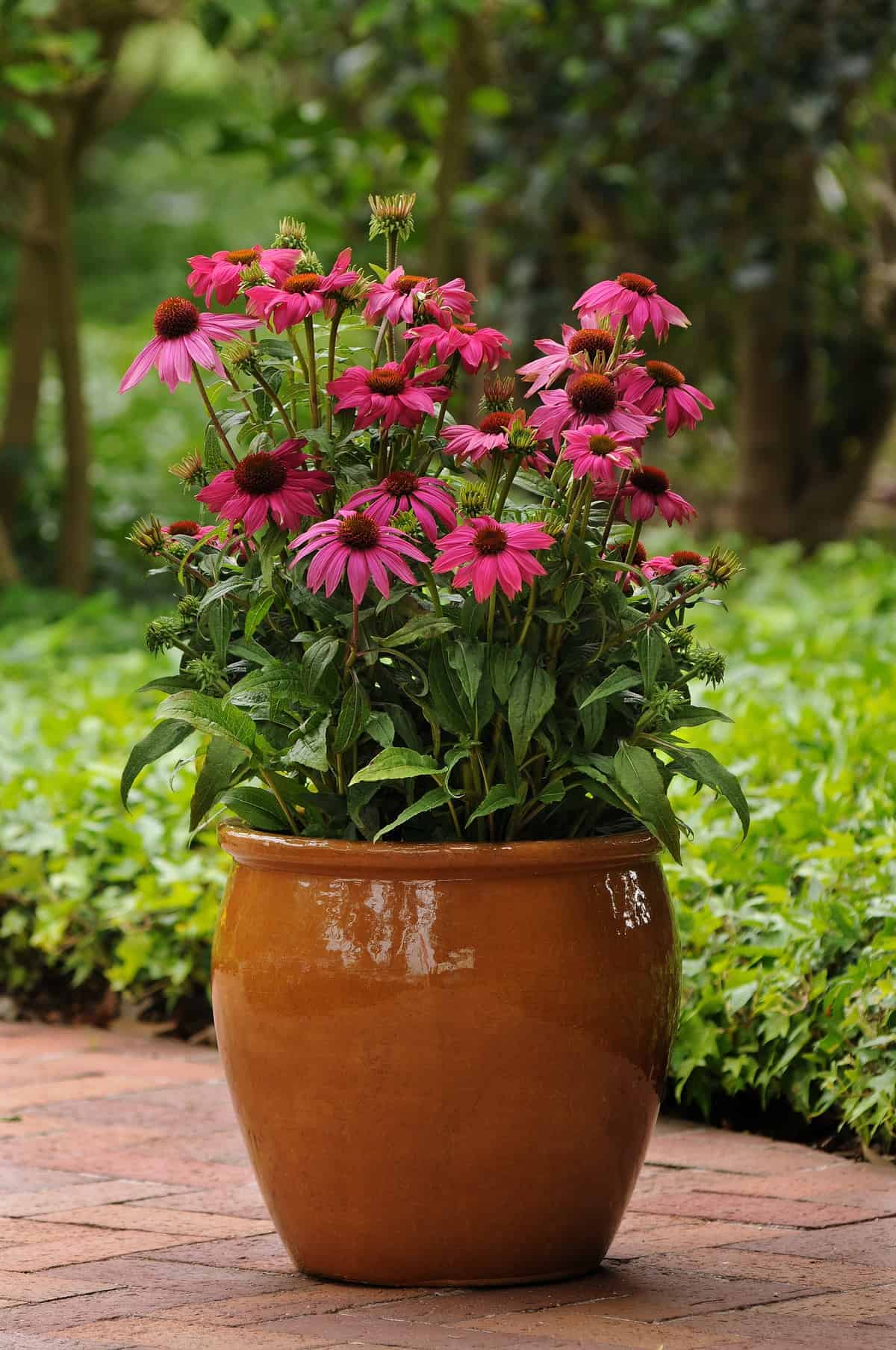 Coneflower PowWow® Wild Berry - Image 3