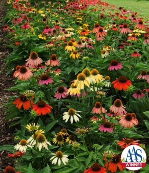  Coneflower Cheyenne Spirit F1