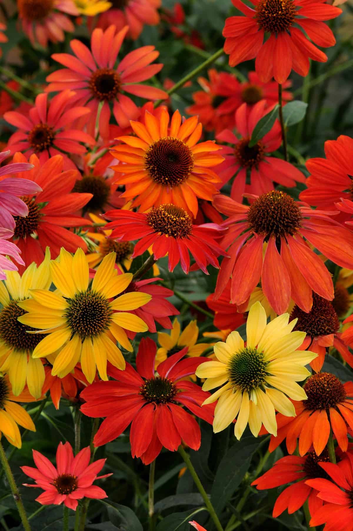 Coneflower Cheyenne Spirit F1 - Image 2