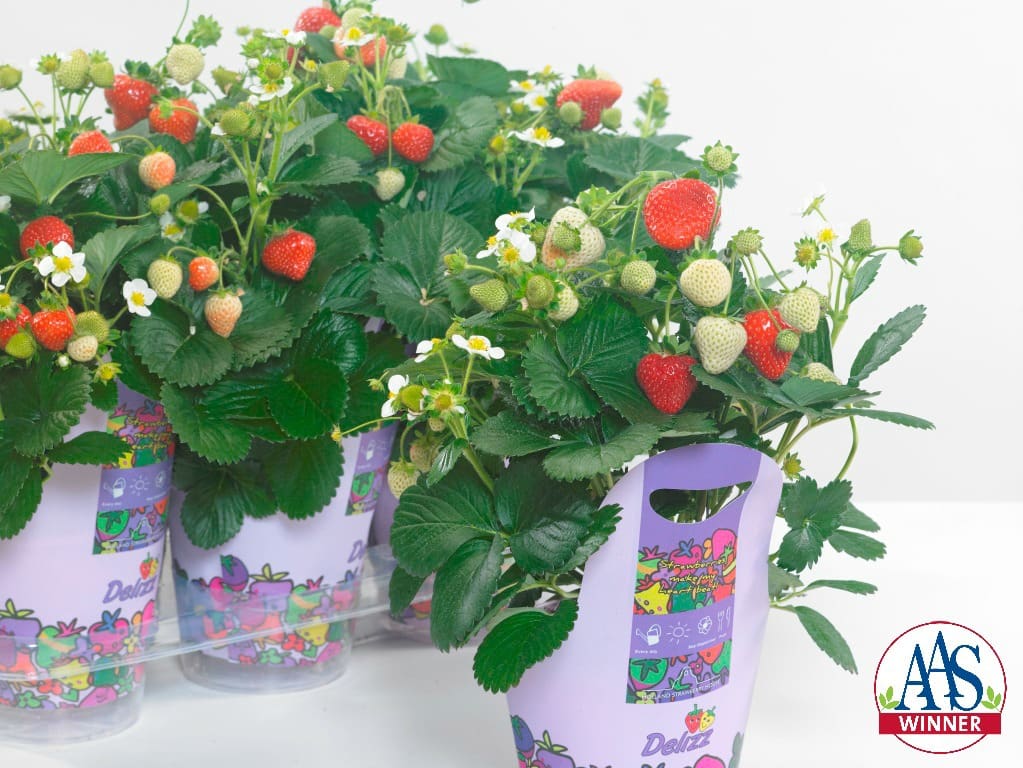 Strawberry Delizz® F1 - Image 2