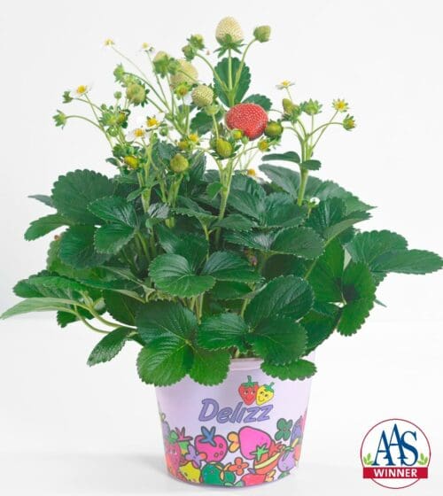  Strawberry Delizz® F1