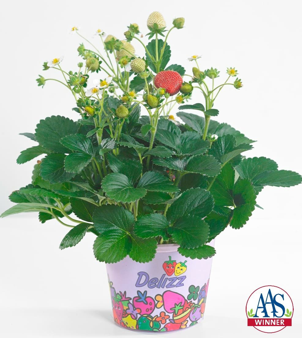 Strawberry Delizz® F1