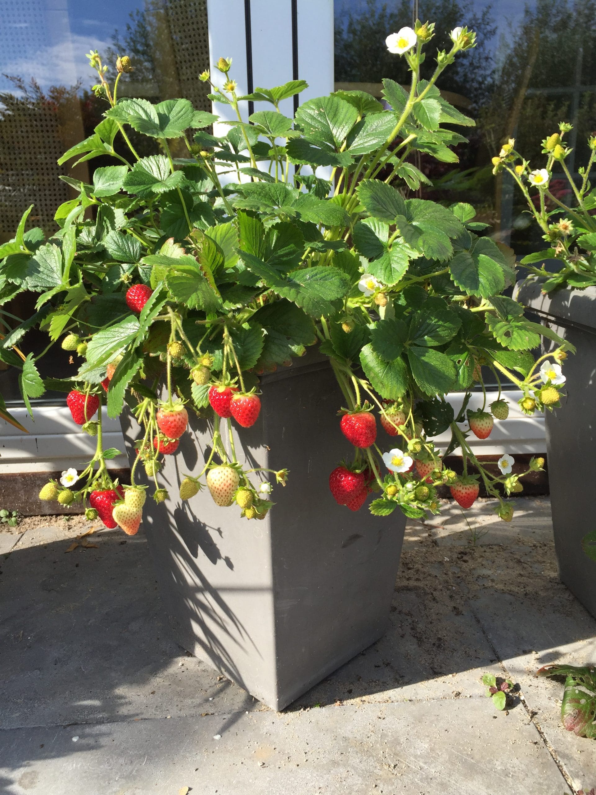 Strawberry Delizz® F1 - Image 3