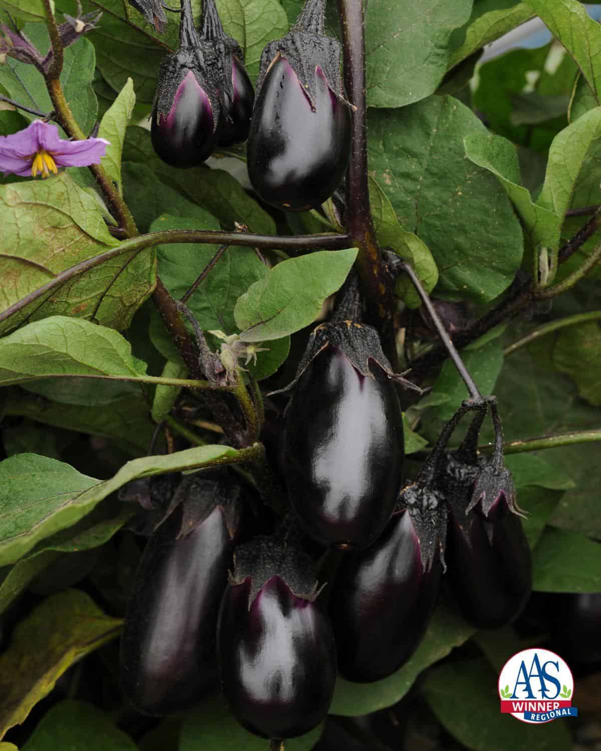 Eggplant Patio Baby F1 - Image 2