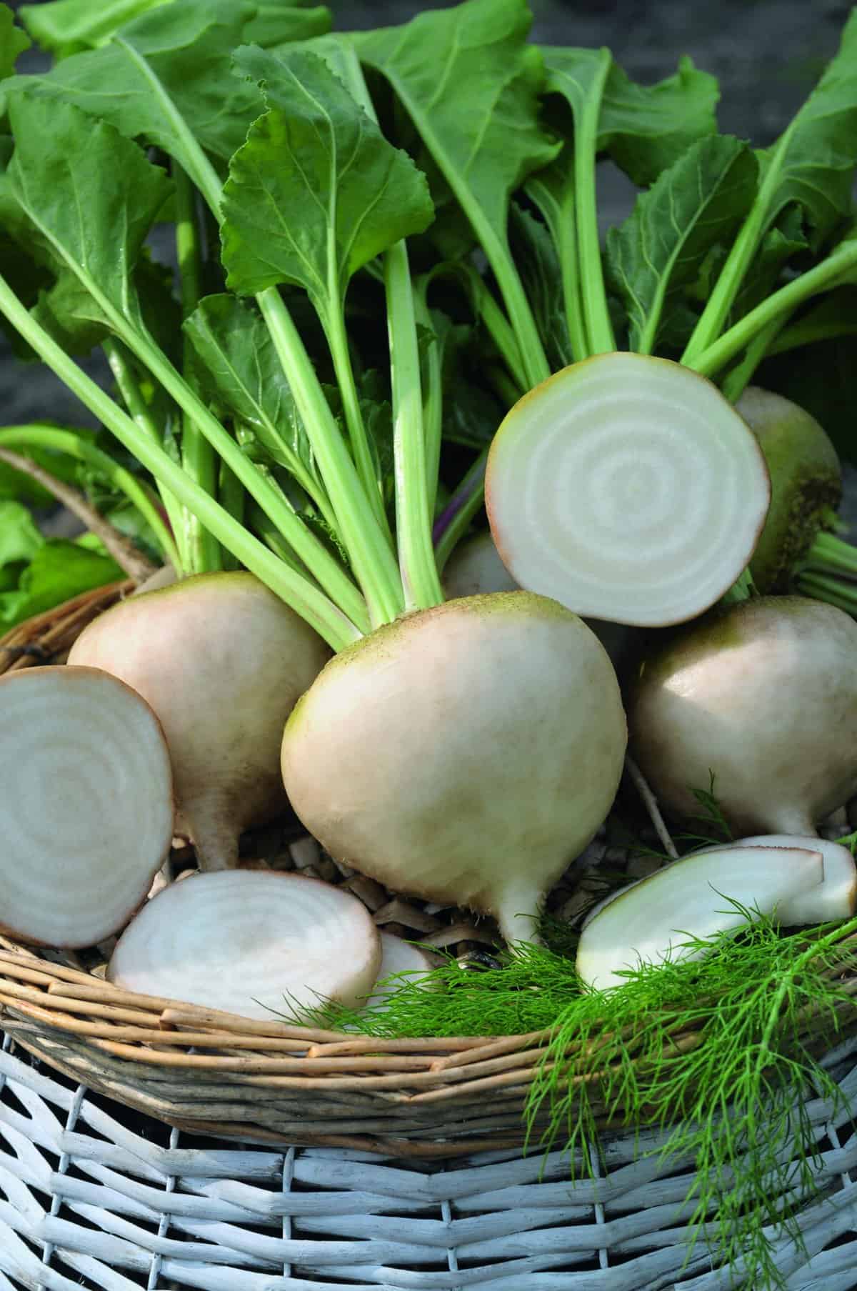 Beet Avalanche White F1 - Image 3