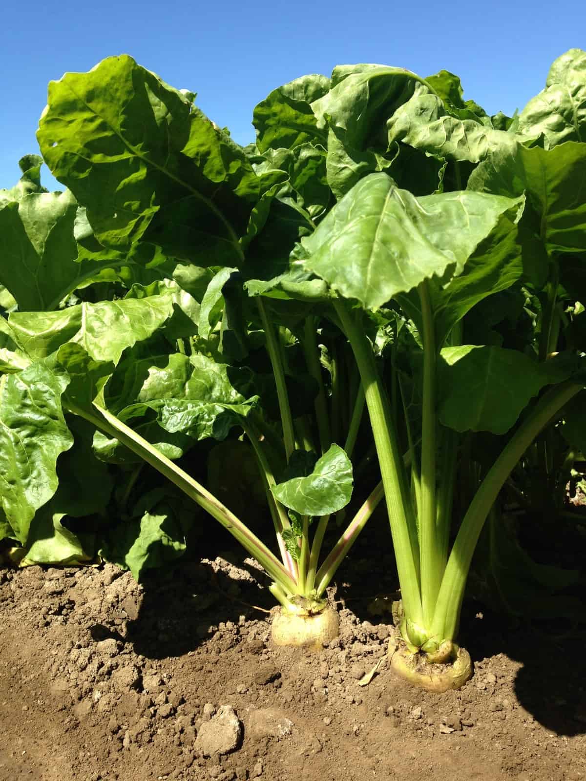 Beet Avalanche White F1 - Image 2